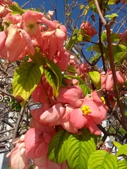Mussaenda philippica