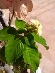 Mussaenda philippica