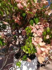 Mussaenda philippica