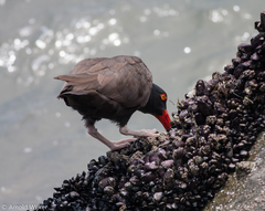 Blackish Oystercatcher photo 4
