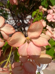 Mussaenda philippica