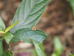 Choreutis amethystodes