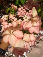 Mussaenda philippica