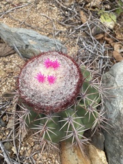 Melocactus curvispinus