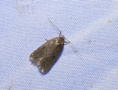 Agonopterix argillacea