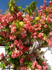 Mussaenda philippica