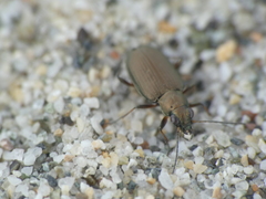 Bembidion striatum