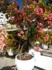 Mussaenda philippica