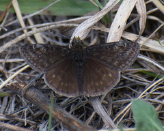 Erynnis persius