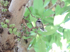 Rhipidura dryas