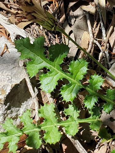 Featherleaf desertpeony (Acourtia runcinata)