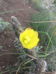 Opuntia aequatorialis