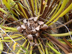 Protea scabra
