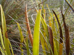 Protea scabra