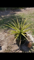 Ananas comosus comosus