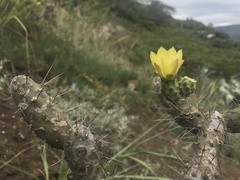 Opuntia aequatorialis
