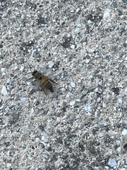 Apis mellifera