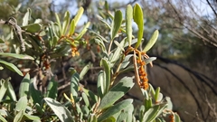 Grevillea floribunda