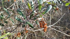 Grevillea floribunda