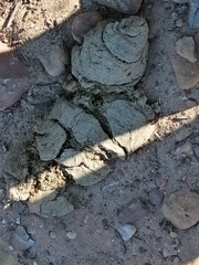 Struthioniformes