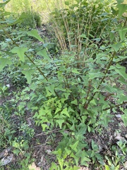 Erythrina herbacea