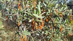 Grevillea floribunda