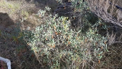 Grevillea floribunda