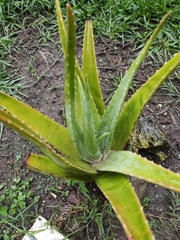 Aloe vera