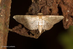 Banisia placida