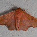 Rhodogonia miniata - Photo (c) A Lamberts, some rights reserved (CC BY-NC), uploaded by A Lamberts