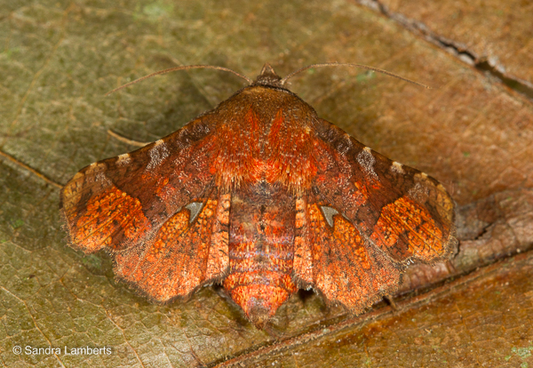 Dysodia nipsa