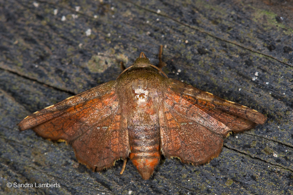 Dysodia spissicornis