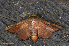 Dysodia spissicornis