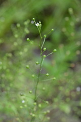 Talinum paniculatum