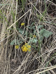 Lomatium foeniculaceum