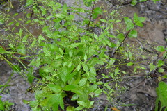 Talinum paniculatum