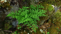 Cystopteris tasmanica
