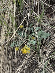 Lomatium foeniculaceum