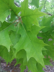 Quercus texana