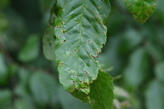 Stegophora ulmea