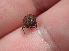 Neochlamisus bebbianae