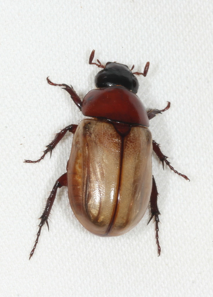 Cyclocephala gravis