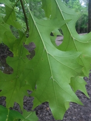 Quercus texana