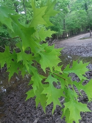 Quercus texana
