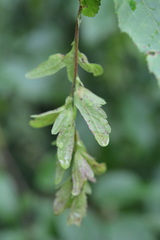 Stegophora ulmea