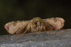 Dysodia spissicornis