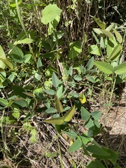 Clitoria mariana