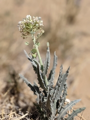 Dimorphocarpa wislizeni