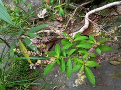 Cuphea epilobiifolia