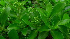 Traversia baccharoides